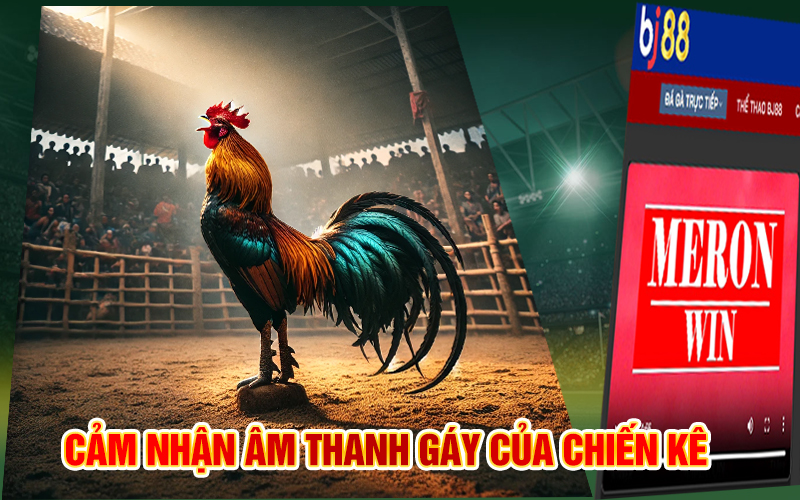 Cảm nhận âm thanh gáy của chiến kê 