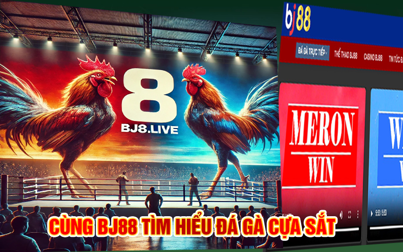 Cùng bj88 tìm hiểu đá gà cựa sắt 